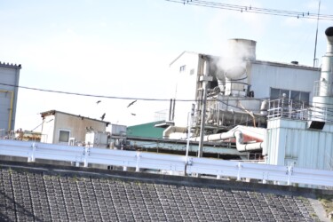 骨粉工場の上空を飛ぶトビの群れ