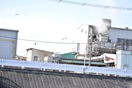 骨粉工場の上空を飛ぶトビの群れ