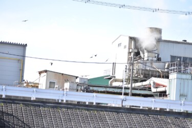 骨粉工場の上空を飛ぶトビの群れ