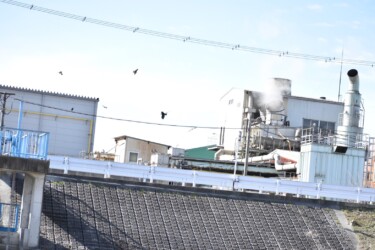 骨粉工場の上空を飛ぶトビの群れ