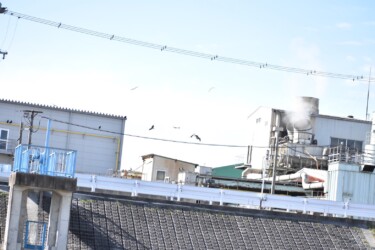 骨粉工場の上空を飛ぶトビの群れ