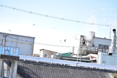 骨粉工場の上空を飛ぶトビの群れ