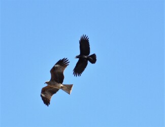 カラスがトビを攻撃する