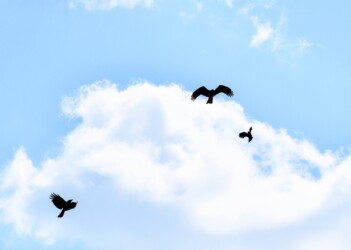 カラスがトビを攻撃する