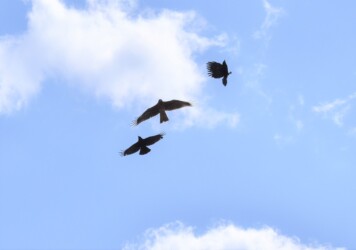 カラスがトビを攻撃する