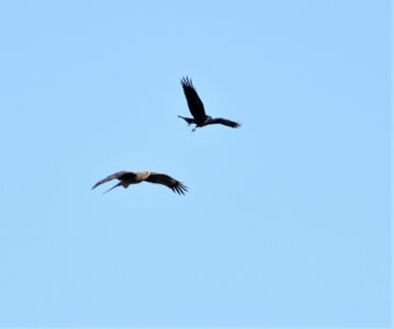 カラスがトビを攻撃する