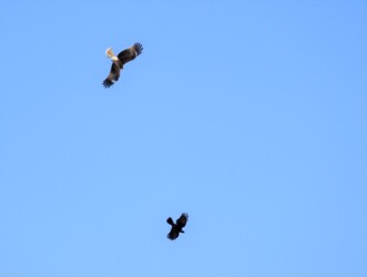 トビがカラスを攻撃する