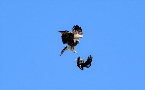 トビがカラスを攻撃する