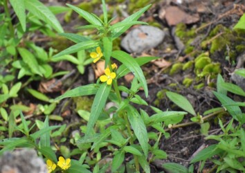 ヒレタゴボウの花