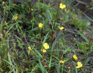 ヒレタゴボウの花