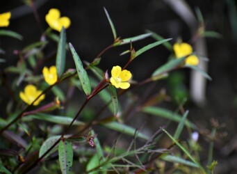 ヒレタゴボウの花