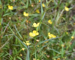 ヒレタゴボウの花