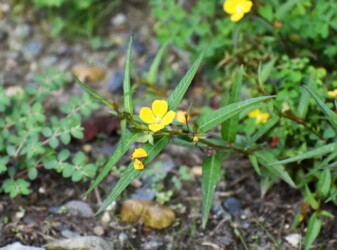 ヒレタゴボウの花