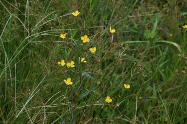 ヒレタゴボウの花と実