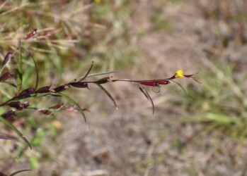 ヒレタゴボウの花と実