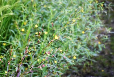 ヒレタゴボウの花と実