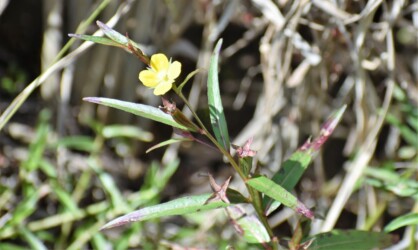 ヒレタゴボウの花と実