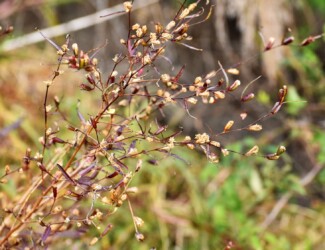 ヒレタゴボウの実