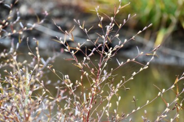 ヒレタゴボウの実