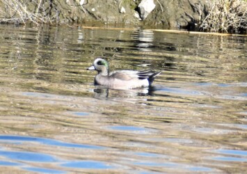 アメリカヒドリ