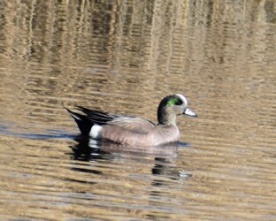 アメリカヒドリ