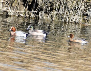 アメリカヒドリとヒドリガモ