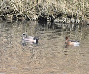 アメリカヒドリとヒドリガモ