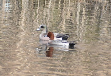 アメリカヒドリとヒドリガモ