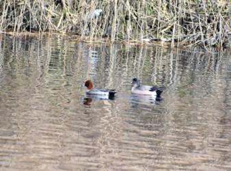 アメリカヒドリとヒドリガモ