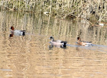 アメリカヒドリとヒドリガモ