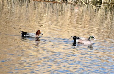 アメリカヒドリとヒドリガモ