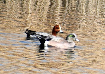 アメリカヒドリとヒドリガモ