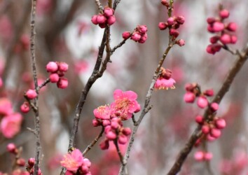 コウバイ(紅梅)