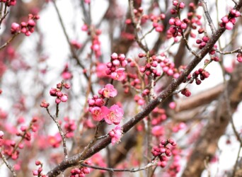 コウバイ(紅梅)