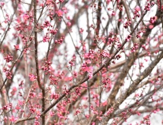 コウバイ(紅梅)