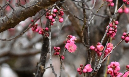 コウバイ(紅梅)