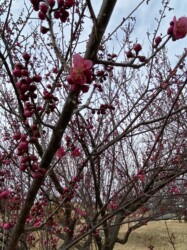 コウバイ(紅梅)