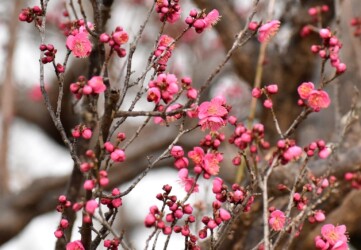 コウバイ(紅梅)