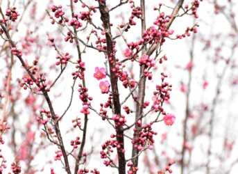 コウバイ(紅梅)