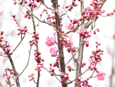 コウバイ(紅梅)