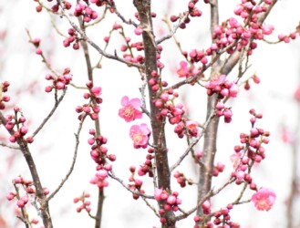 コウバイ(紅梅)