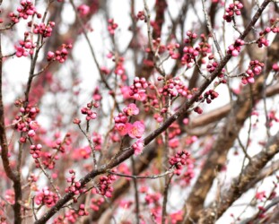 コウバイ(紅梅)