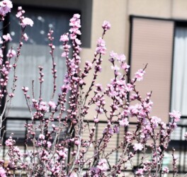 コウバイの薄ピンク