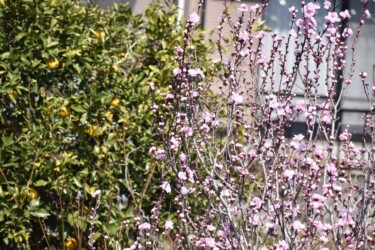 コウバイの薄ピンク