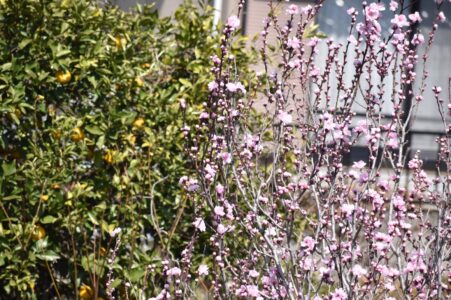 コウバイの薄ピンク