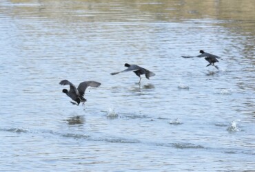 水面を蹴って飛び立つオオバン
