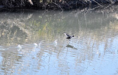 水面を蹴って飛び立つオオバン