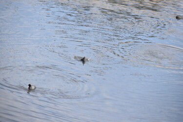 潜水するオオバン