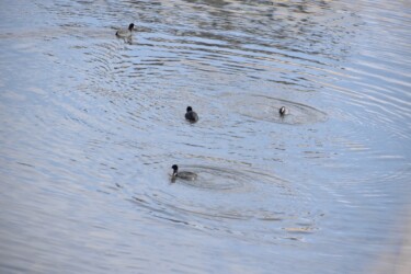 潜水するオオバン
