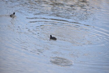 潜水するオオバン